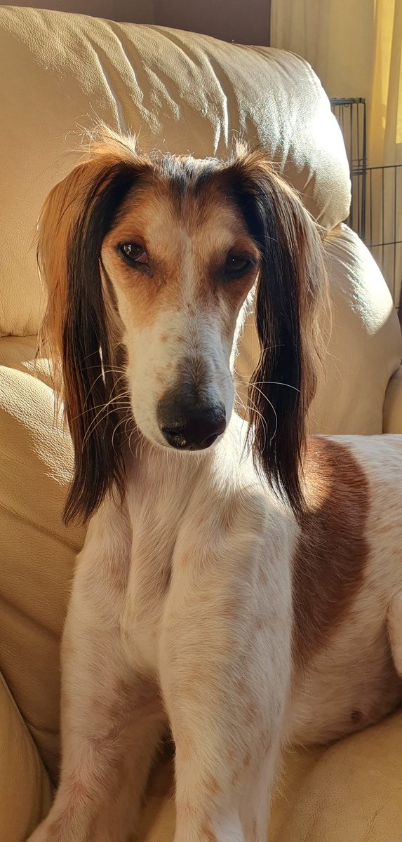 Lucy's been part the family for 4mths now and I'm completely in love with her. Still miss C issy &amp; I never imagined we'd have adopted so soon but sometimes I think they're just sent to us. It's meant to be. And we can give another soul a happy &amp; fulfilled life ❤ #AdoptDontShop