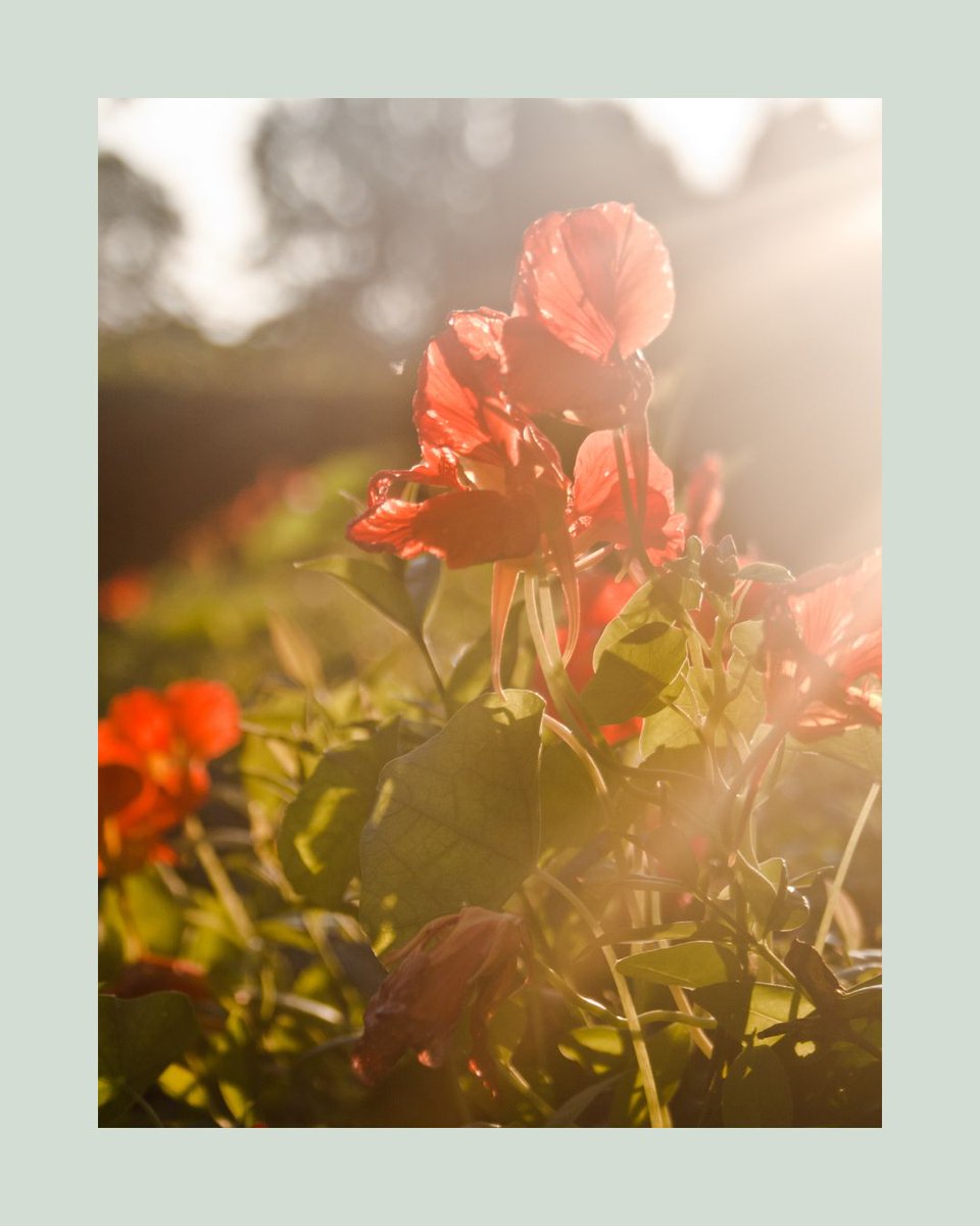 Agriscaping's tweet image. Your garden has hidden zones with their own weather 🌤️
Microclimates = mini-ecosystems that help you grow smarter, not harder 🌿
Map them out for better plant health &amp;amp; summer resilience
👉 agriscaping.com/mastering-micr…
#MicroclimateMagic #SmartGardening #Agriscaping #GardenTips