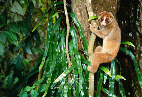 Art Wolfe tweet media