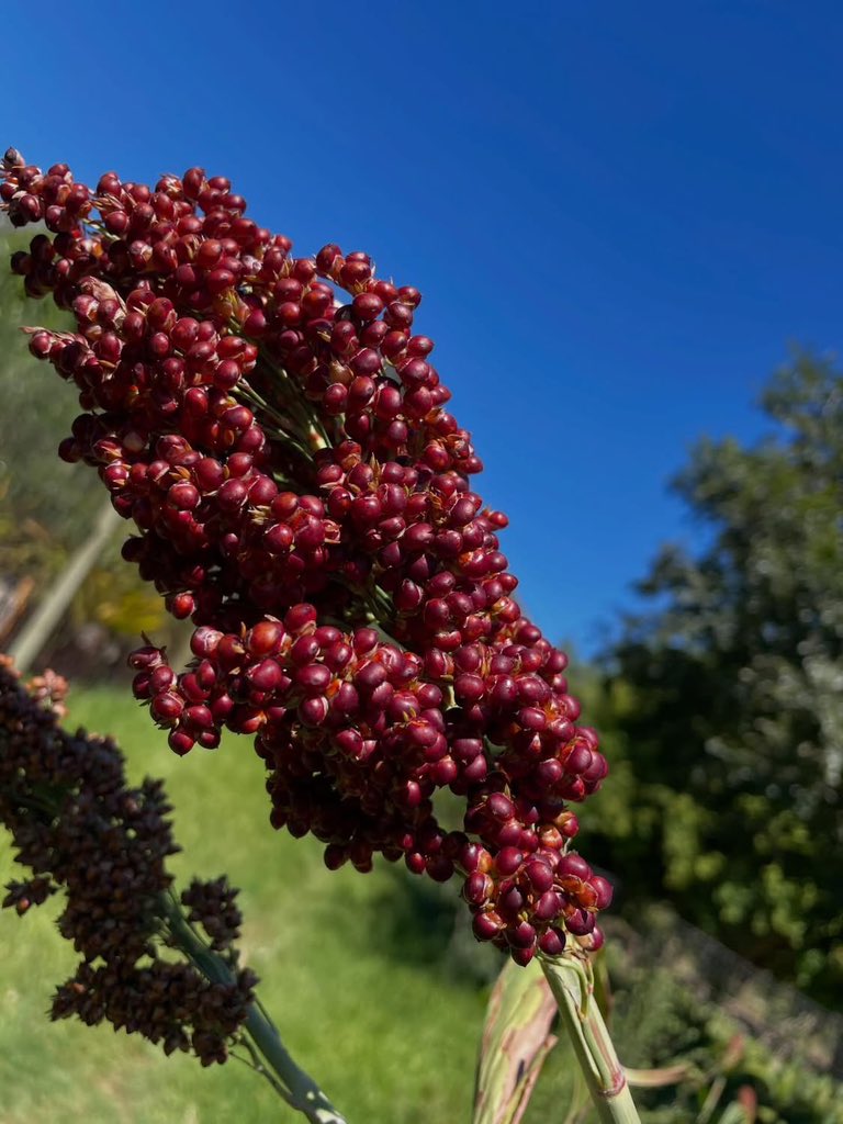 simple boi: mabele & amabele tweet media