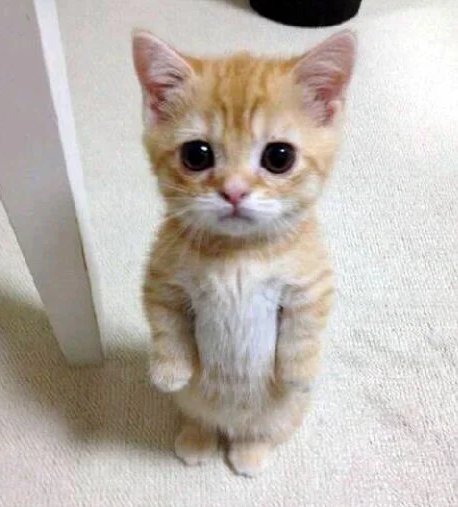 Doechii is facing backlash on Threads after saying she dislikes cats and finds them unfriendly 👀

"People act like it’s a crime to dislike cats when they genuinely aren’t friendly animals."