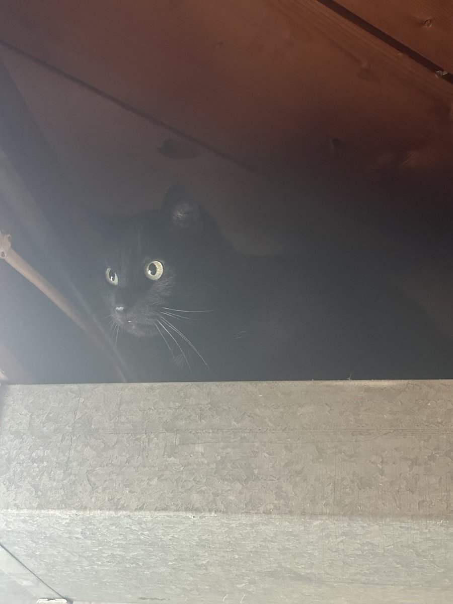 ElflingAshK's tweet photo. She found a new hiddy hole https://t.co/POtGnxUcAy
