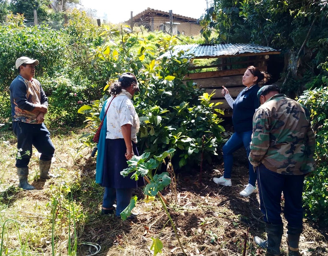 #Loja | Brindamos asistencia técnica a productores de la parroquia #Chuquiribamba en podas de formación y mantenimiento en cultivos de aguacate y cítricos. 🌱
Estas prácticas permiten fortalecer el desarrollo de las plantas, mejorar la productividad y prevenir enfermedades.
