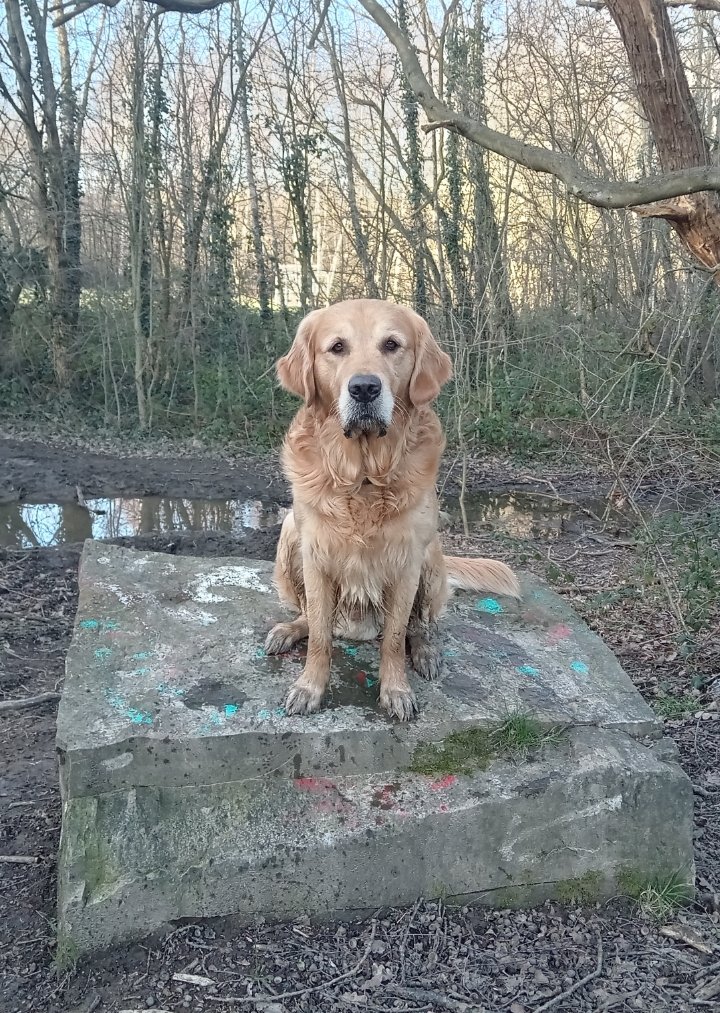 Carlos Shires (@carlosshires) on Twitter photo 