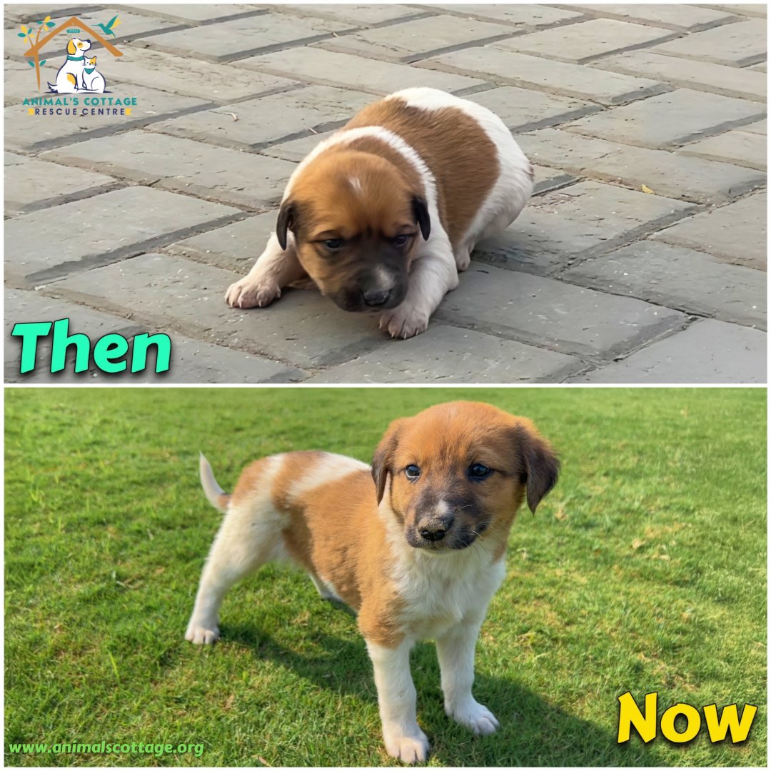 AnimalScottage's tweet photo. Hidden, Not Forgotten 💛
Meet Buddy. A few weeks ago, this tiny puppy was discovered near a construction site, tucked beside stacked bricks while loud work sounds echoed around him. He stayed still, watching from his small hiding place as dust moved through the air. No mother or siblings were seen nearby.

He was gently lifted from that corner and brought into rescue care. With warmth, regular feeding, and patient attention, the little puppy who once hid among bricks slowly grew stronger and more confident. 💛🐾
