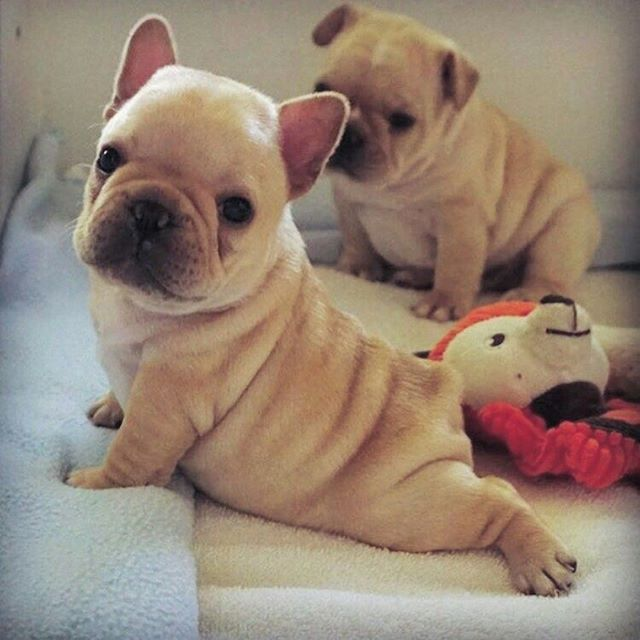 lyna bean tweet media