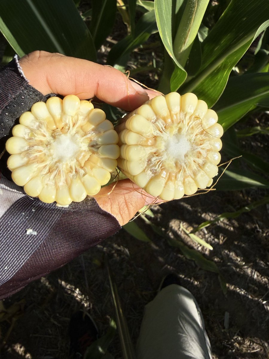 Lucía Socolsky tweet media