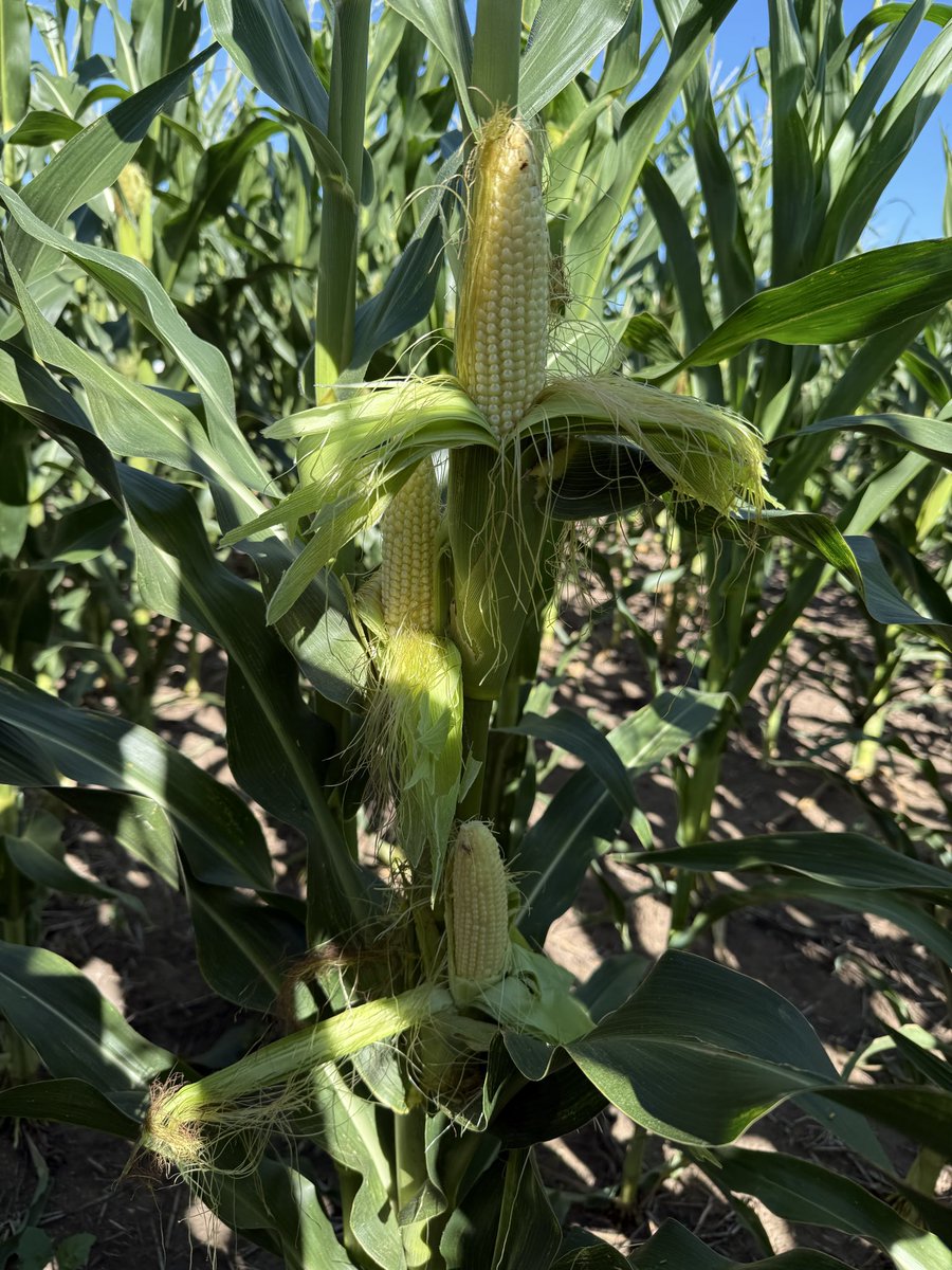 Lucía Socolsky tweet media