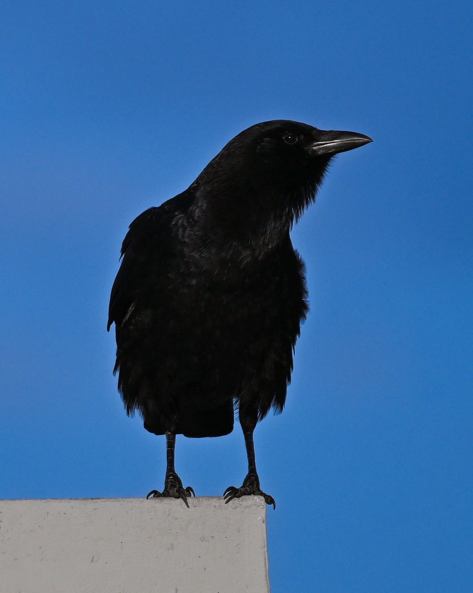 Patiently waiting for peanuts