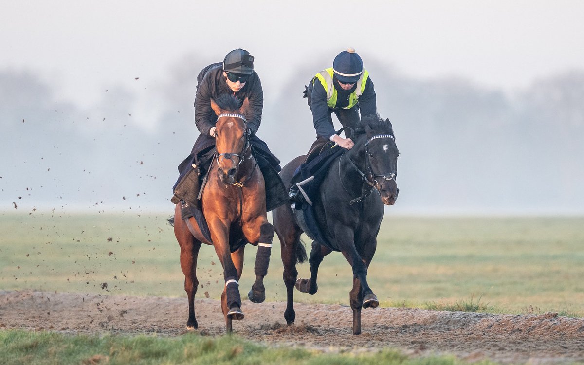 George Boughey Racing tweet media