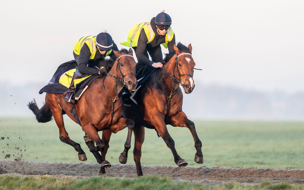 George Boughey Racing tweet media