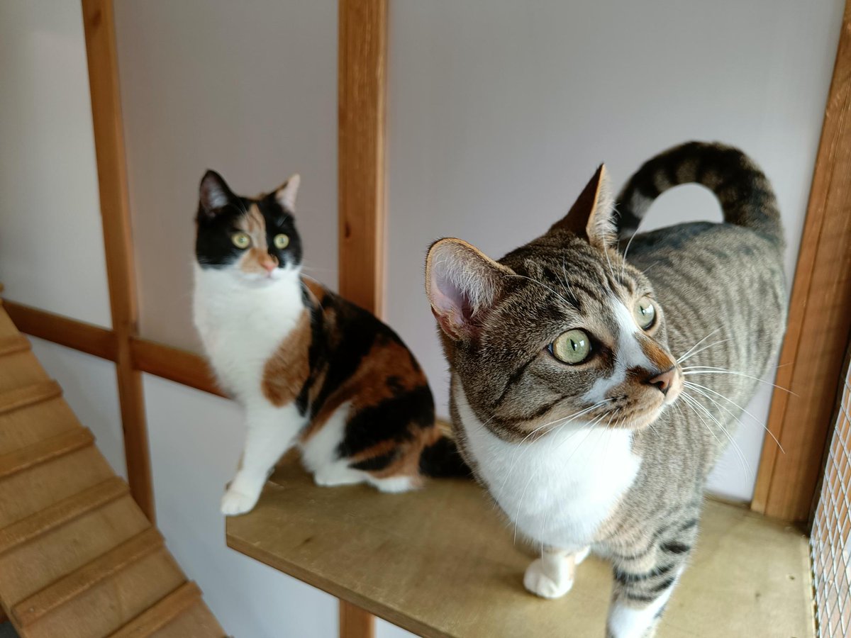 MidWarwickCats tweet media