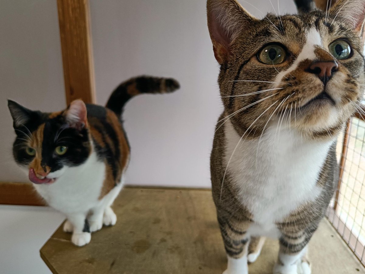 MidWarwickCats tweet media