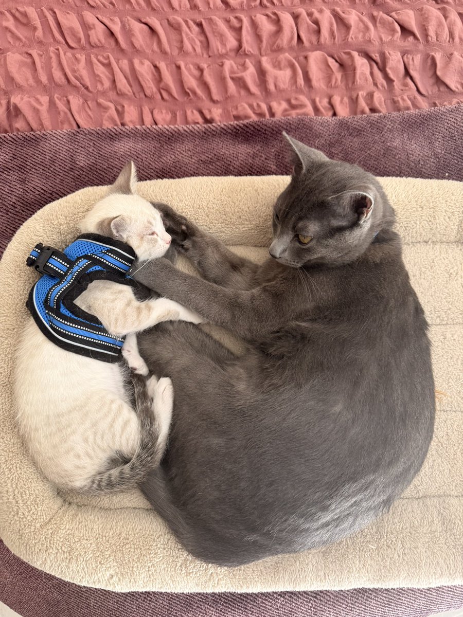 Katuuta✨ tweet media