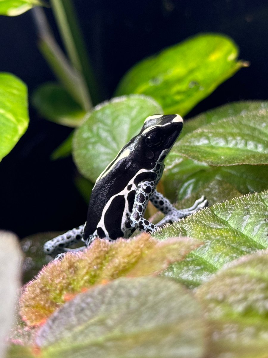 JoshsFrogs's tweet photo. Such cool patterns on this Dendrobates tinctorius 'Powder Blue' dart frog! 🤩

Photo Credit - Seth N.

#DartFrog #PoisonDartFrog #DendrobatesTinctorius #FrogPhotography #ExoticPets #AmphibianLovers #FrogPatterns #PowderBlueFrog #FrogEnthusiast #Dendrobates #TropicalFrogs https://t.co/k0u079U9Us