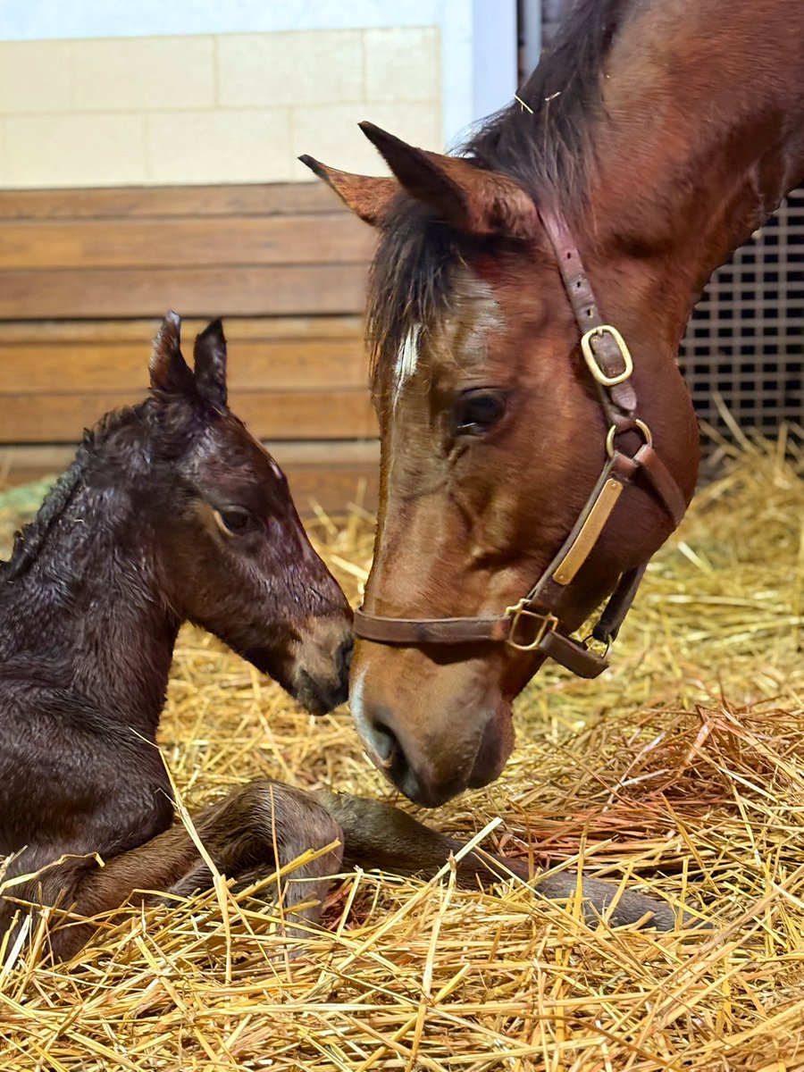 godolphin's tweet photo. ๐บ๐ธ๐ Bred for roses and lilies with a Pretty bright future ahead! ๐น๐ธ
๐ฅฐ This highly-anticipated foal is by Derby winner #StreetSense out of Kentucky Oaks winner #PrettyMischievous! And oh yeah, heโs Pretty adorable too! https://t.co/QsUKbagXB5