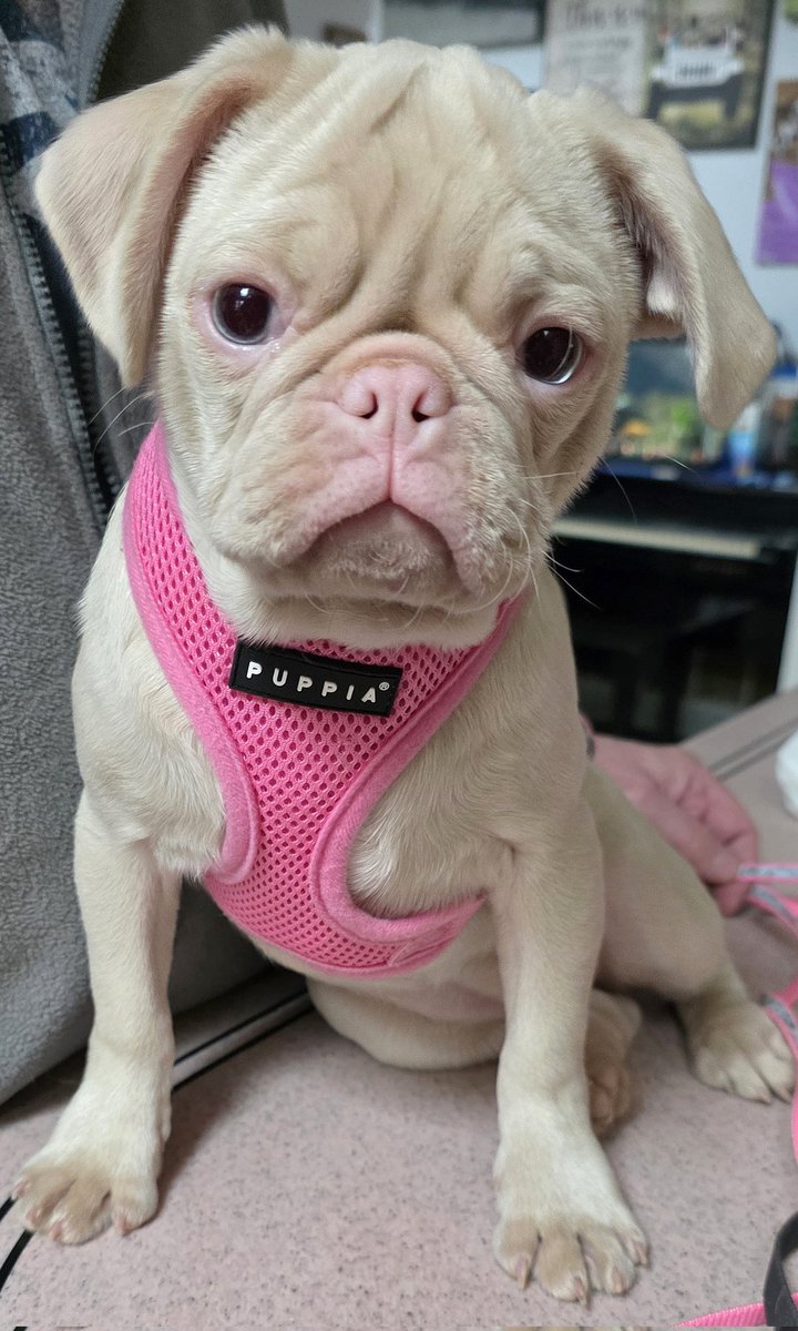 pugpartyplusone's tweet image. Stella needs one more shot. She has outgrown her harness from last time so she's now in her cute pink puppia! I did email the vet yesterday to see if she should have some benadryl and they said yes so she is medicated!
#pug #pugs #pugpartyplusone #pinkpug #puppy