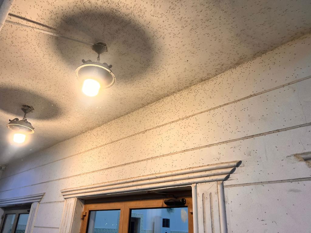 معاناة حي النورس الدمام tweet media