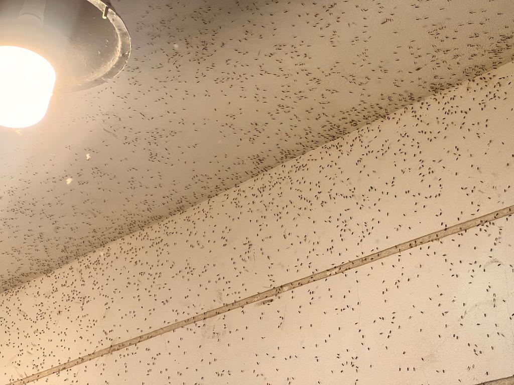 معاناة حي النورس الدمام tweet media