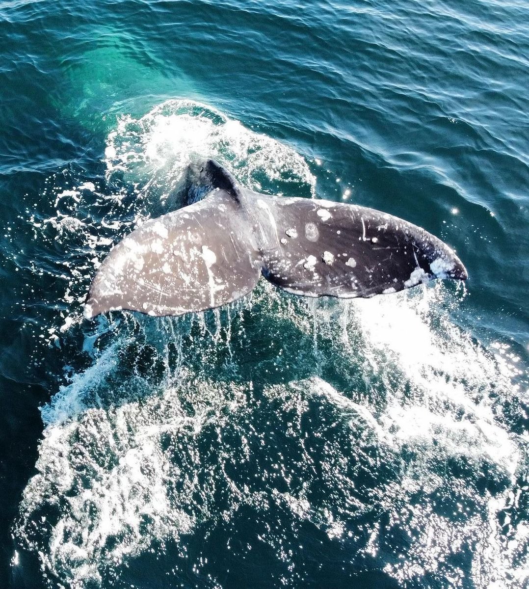 Visit Oceanside tweet media