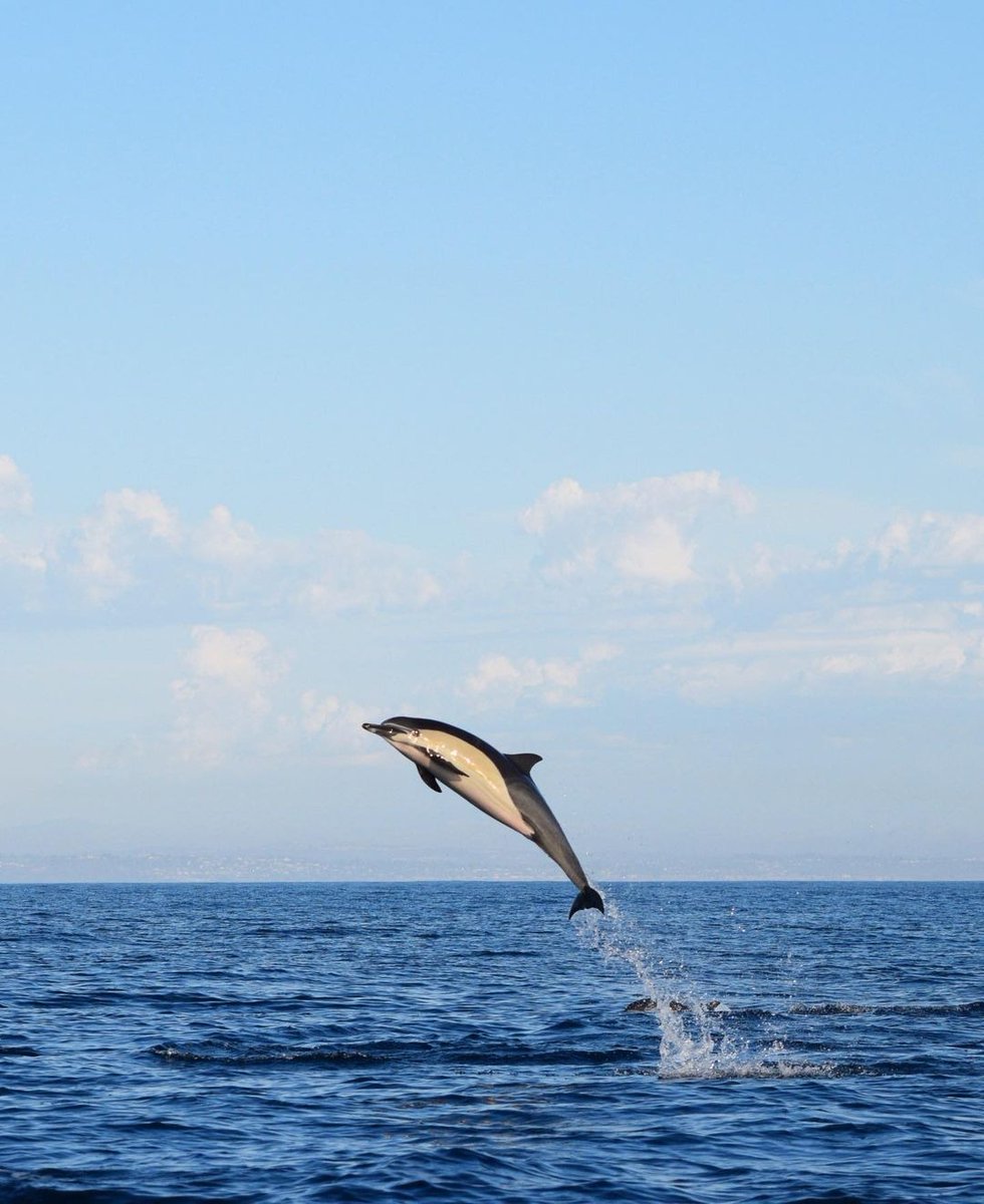 Visit Oceanside tweet media