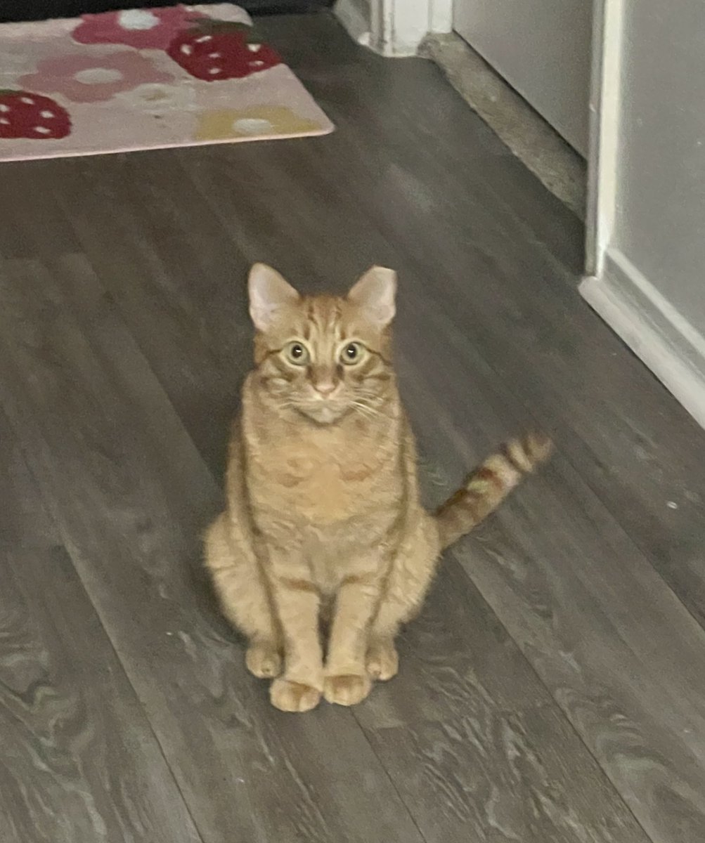 goob 🍞 tweet media