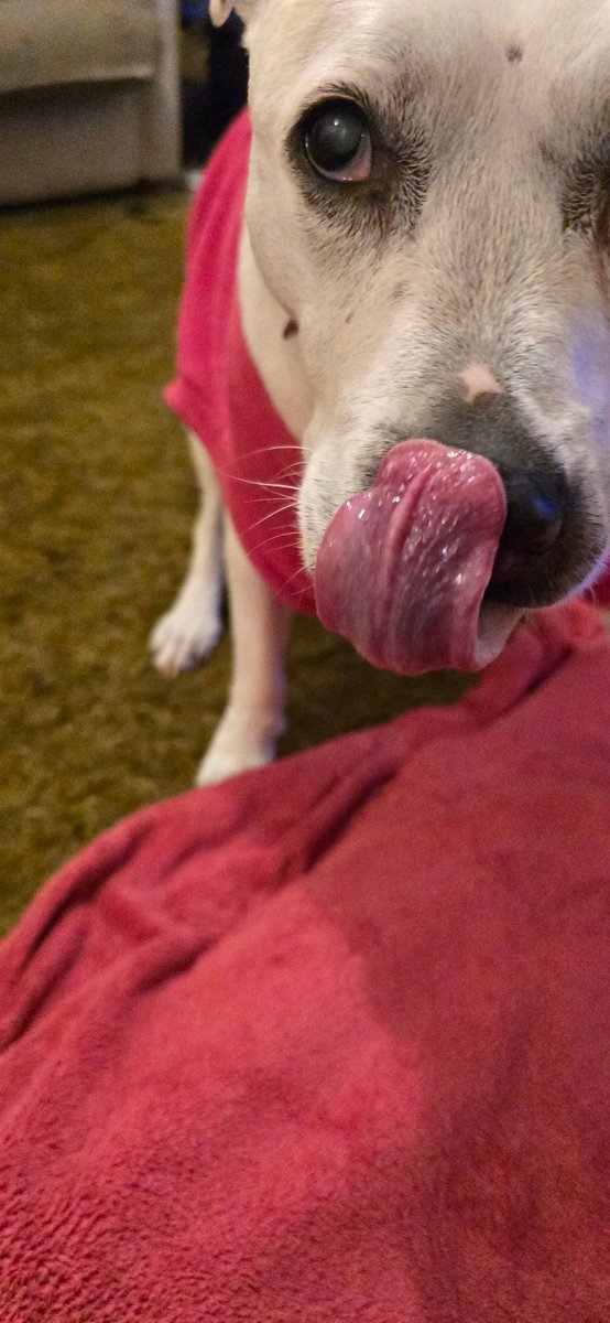 Penny_theDog1's tweet image. Oh hi there... don't mind me! I'm just waiting here, minding my own business... that snack of yours does look yummy though 😋 #cheekymonkey #snacks #cuteanimals #dogs #dogslife #dogsofx @DogsTrust #AdoptDontShop #rescuedogs