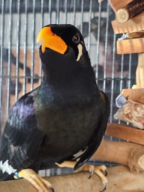 🎶✨ Meet Edna – Common Hill Mynah | Cumbria ✨🎶

Hi, I’m Edna 💛 A clever, chatty, music loving girl looking for my forever home. I need a patient, experienced owner – but once I trust you, I’m all yours 🤍

Find out more: birdline.co.uk

#DontShopFoster
