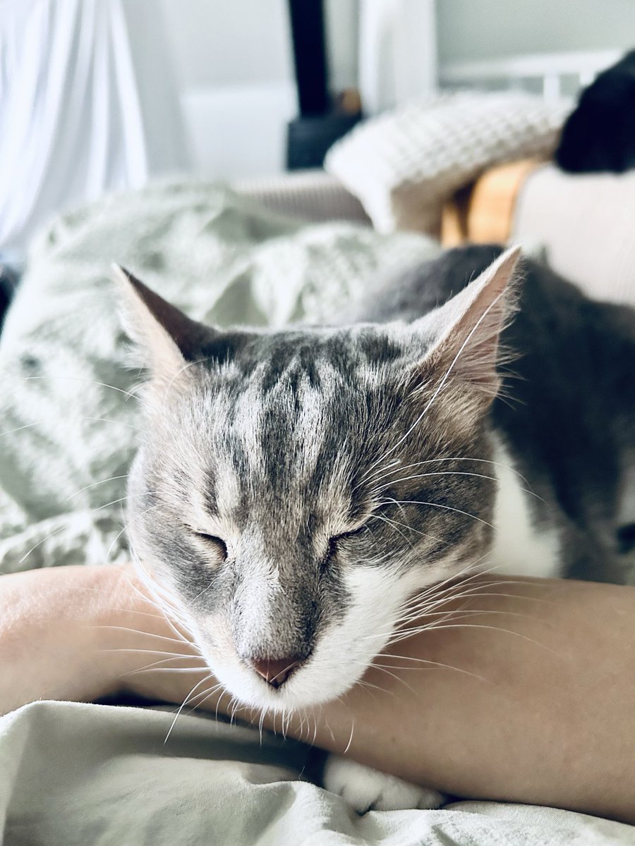 reallyChampagne's tweet photo. @tcboyle The puss (in case it helps) https://t.co/mXYz2sO0UP