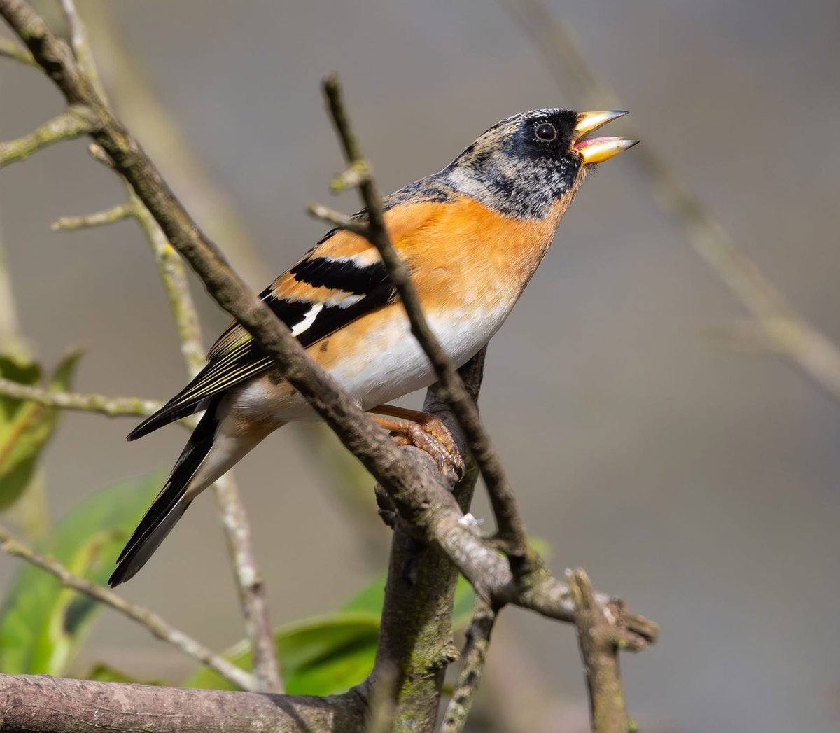 leescott26's tweet photo. Brambling #brambling @Natures_Voice @WorcsWT @britishbirds @BBCSpringwatch https://t.co/YdEwcq4Abx