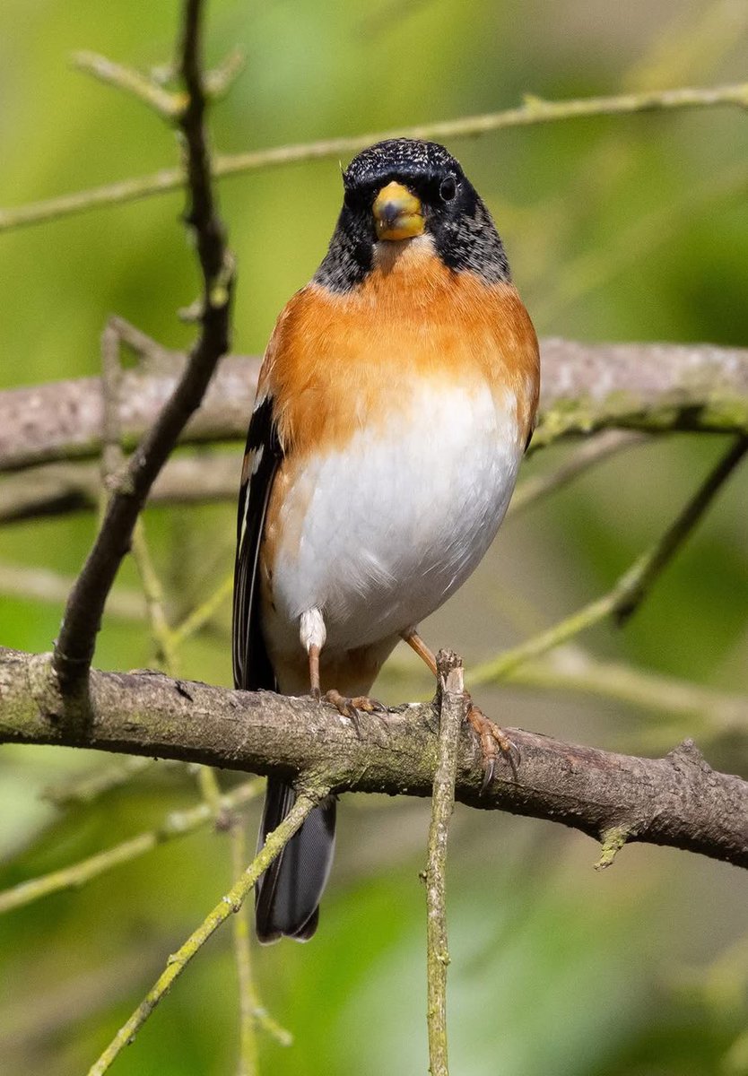 leescott26's tweet photo. Brambling #brambling @Natures_Voice @WorcsWT @britishbirds @BBCSpringwatch https://t.co/YdEwcq4Abx