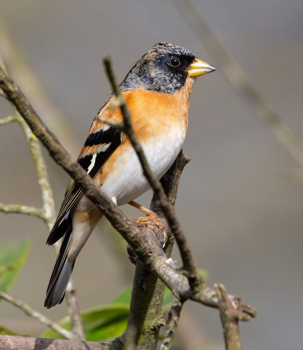 leescott26's tweet photo. Brambling #brambling @Natures_Voice @WorcsWT @britishbirds @BBCSpringwatch https://t.co/YdEwcq4Abx