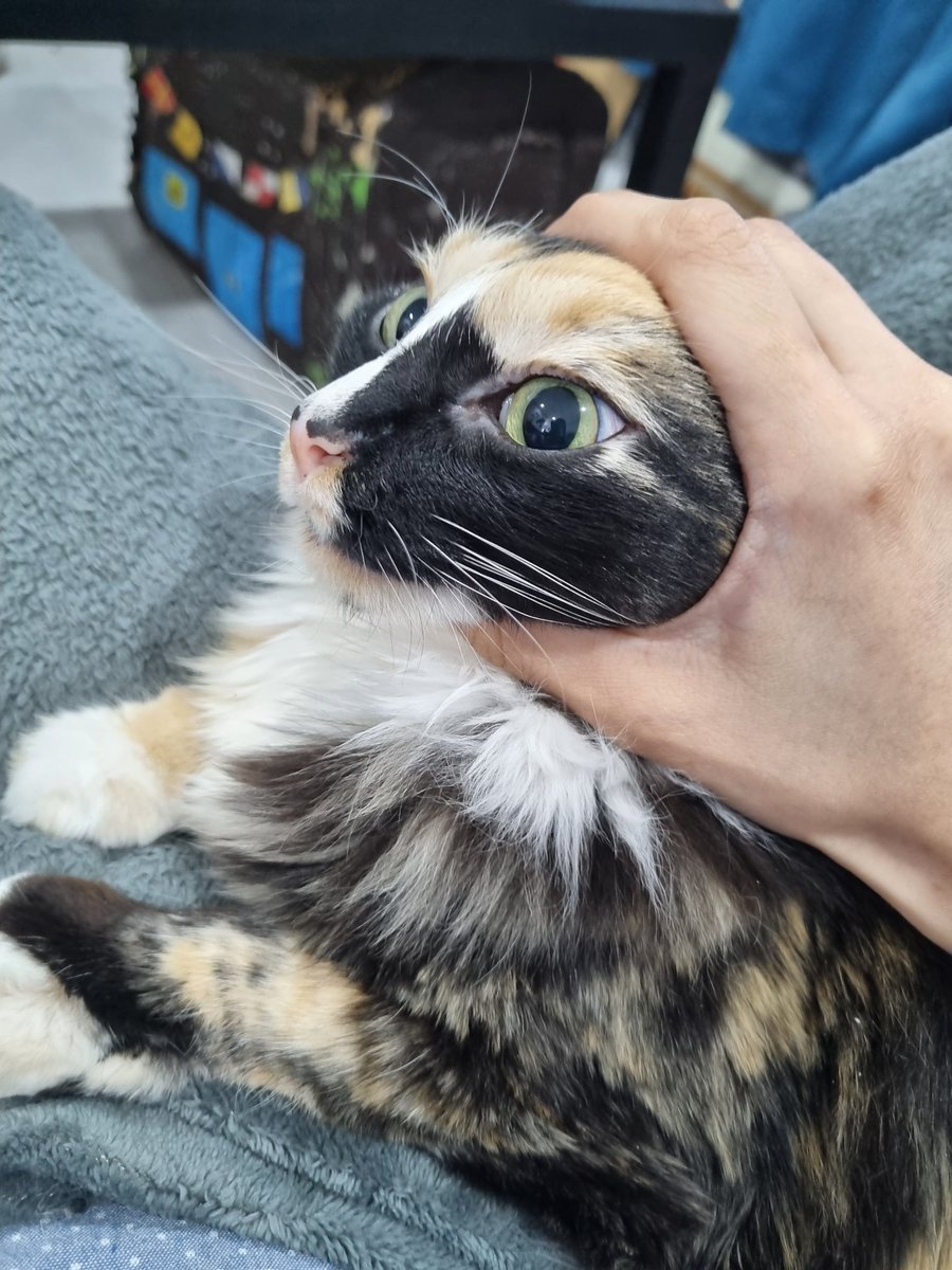 What do we think about this Catra Burger <a href="/oreoeocat/">monkey & zoe ❤️ oreo 🌈</a> ?