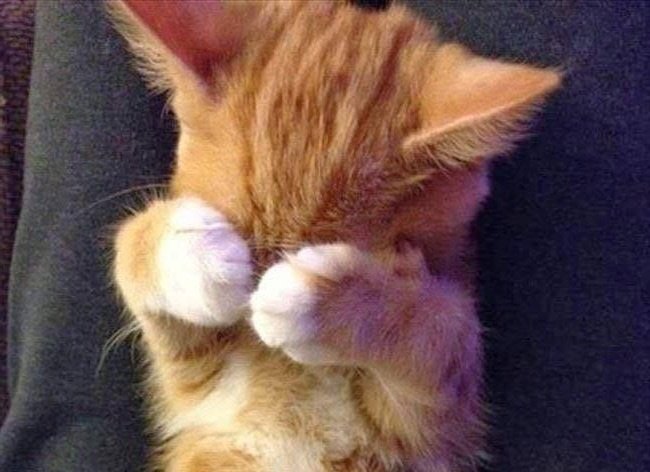 jack wolfe as cats tweet media