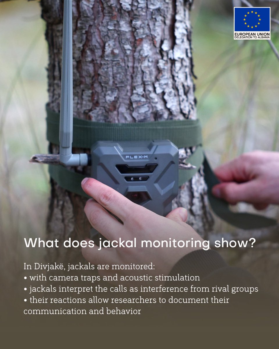 EU in Albania tweet media