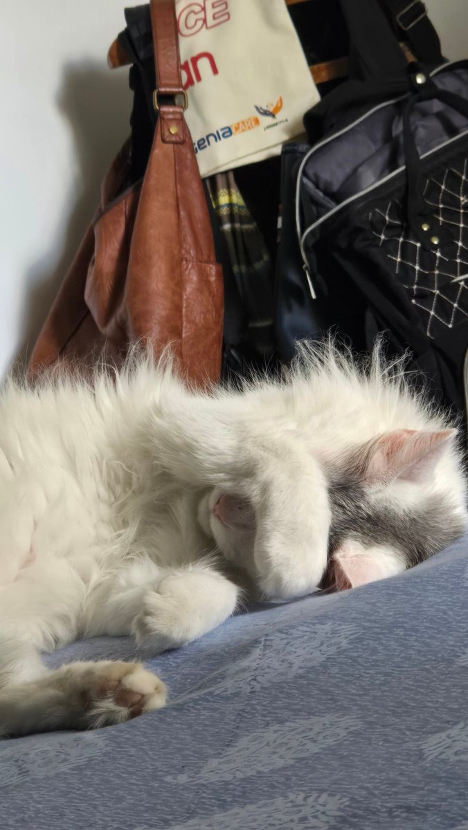 GabyMenN tweet media