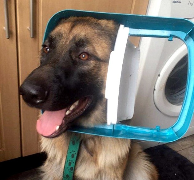 Evan 🐶 tweet media