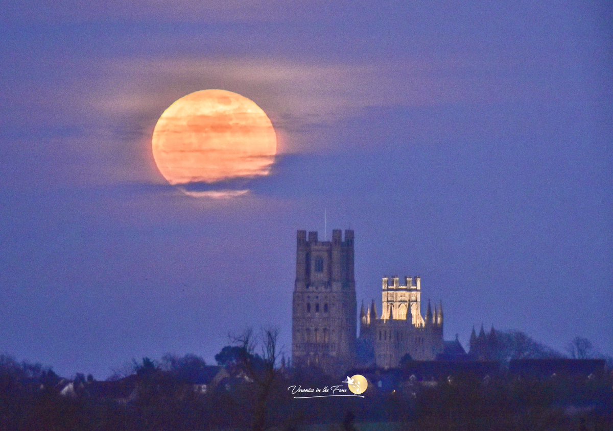 Veronica in the Fens 🧚🏼‍♀️ My Heart in Nature tweet media