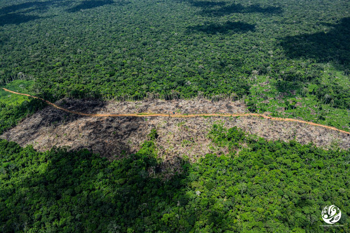 Fundación para la Conservación y el Desarrollo tweet media