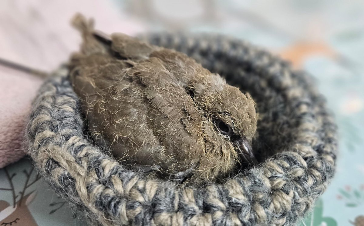 RSPCAEastWinch's tweet image. Our first official baby of the season (even though Pigeons and Doves like to nest all year round) this is sweet Collard Dove! 

They were blown from there nest during recent high winds. They will now be fed 4 times a day until starting to eat for themselves! #pigeons #doves