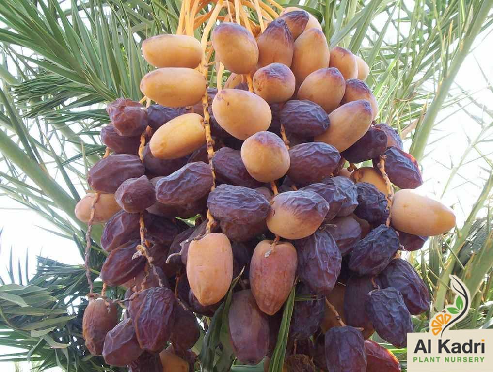 ٠

🌴

يقول السديري  :

دنياك يامخلوق يظهر بها أشكال
 توريك صفحات وتكشف لك الغيب 

تخفي عنّك حال وتبدي لك أحوال
        تكدّر مشاريب وتصفي مشاريب

٠

#المتوكل_على_الله 

🌴🌴🌴🌴🌴🌴🌴🌴🌴🌴🌴🌴🌴