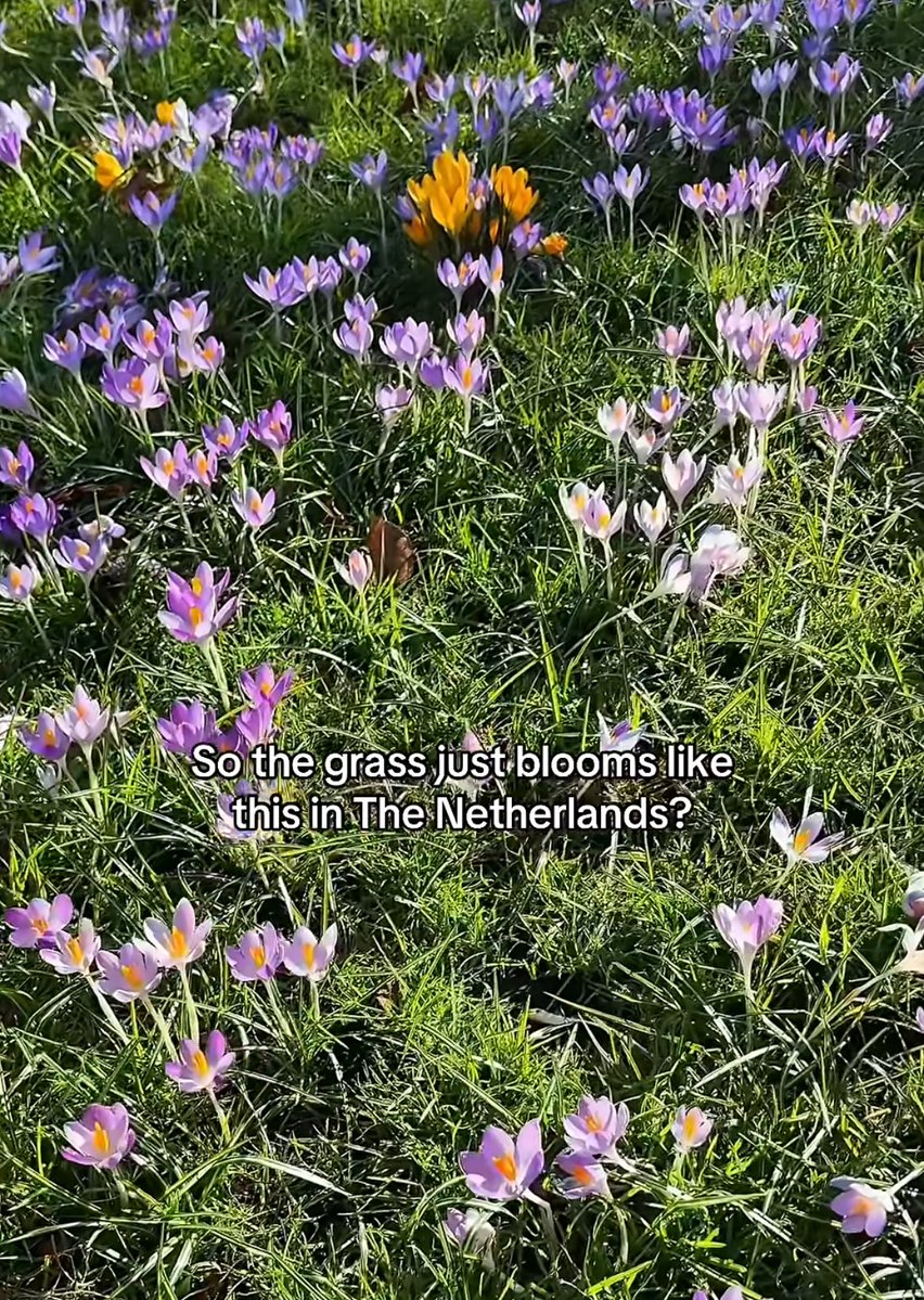 No Context Dutch 🇳🇱 tweet media