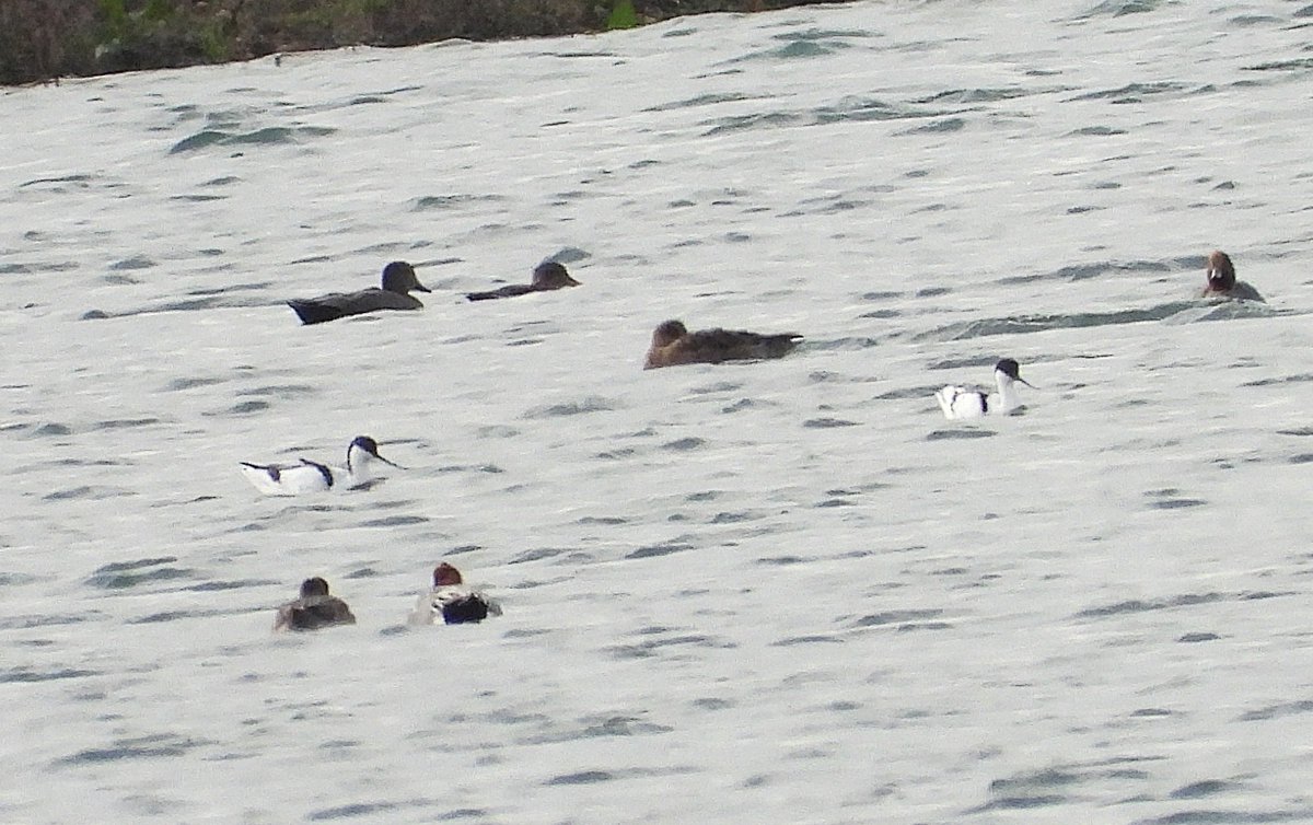 leslie fox tweet media