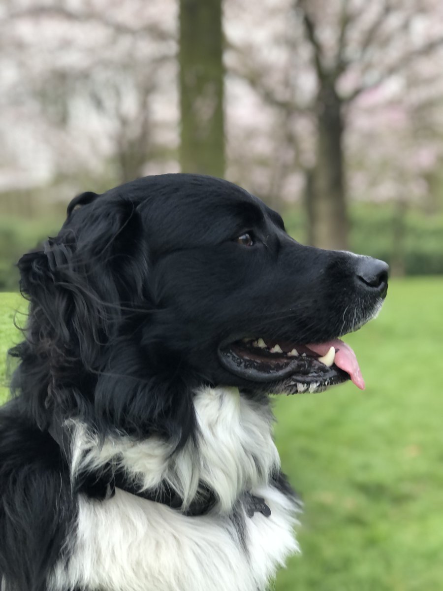 DeRavissante's tweet photo. Super stabiele, knappe en lieve reu Ollie zoekt een nieuw thuis vol aandacht en avontuur!

Maak kennis met Ollie, een flinke, o zo zachte Stabij-reu (geboren 11 maart 2020). Met zijn formaat en die typische zwart-witte Stabij-vacht is hij een echte blikvanger. Onder dat grote, stoere uiterlijk schuilt een van de meest stabiele, lieve en relaxte honden die je kunt tegenkomen. 

Ollie is een echte goedzak: nooit op ruzie uit, komt wel voor zichzelf op als een andere hond écht vervelend doet, maar daarna is het snel weer goed. Hij is super sociaal naar andere honden; even snuffelen, een kort dolletje en hij is tevreden. Met honden waar hij écht een klik mee heeft, rent en speelt hij vol overgave. In het bos loopt hij heerlijk los, luistert meestal uitstekend. Zo nu en dan vindt Ollie het zo fijn in het bos dat hij niet naar huis wil en dan moet je echt een heeeeeeeel lekker snackje bij je hebben om hem mee te krijgen. 

In het bos is Ollie dol op stokken (liefst een flinke boomtak die hij trots door het bos mag dragen). Water is zijn speeltuin: stokken uit het water graven vindt hij geweldig. Achter een bal aan rennen vindt hij ook erg leuk, maar dan moet jij de bal wel zelf weer ophalen.

Thuis is Ollie de perfecte hond. Heel rustig en een echte knuffelkont: hij ligt het liefst bij je voeten (of liever: óp je voeten), houdt enorm van slapen. Hij kan prima alleen zijn. Bij onbekend bezoek houdt hij iets afstand om eerst eens te kijken met wie hij te maken heeft. Bij het geven van wat lekkers breekt het ijs wat sneller. Hij gaat probleemloos mee in de auto (als hij maar mee mag en in de buurt kan zijn), is gewend om naar een pension en oppas te gaan.

Overige pluspunten:
Volledig gevaccineerd (inclusief kennelhoest)
Geen allergieën, gezondheid uitstekend
Geen jachtinstinct
Katten op straat negeert hij volledig (niet gewend aan katten in huis)
Neemt lekkers aan, maar is niet pushy of bedelend.

Waarom Ollie herplaatst wordt
Door meer werken en veranderingen in het gezin is er niet meer genoeg tijd en rust voor Ollie. Ollie is daardoor te vaak alleen, regelmatig in pension of bij oppas – soms bijna net zo vaak weg als thuis. Dat past niet meer bij zijn behoefte aan een stabiel, liefdevol thuis waar hij écht onderdeel van het gezin is. Ollie verdient een eigenaar die er vaak is, lange wandelingen maakt, hem meeneemt in het dagelijks leven, die hem de juiste mix geeft van avontuur, rust en aandacht.

Wat zoekt Ollie?
Een nieuwe eigenaar die van fijne wandelingen houdt op plekken waar Ollie heerlijk los kan lopen en met takken kan slepen. Iemand die genoeg tijd heeft voor de dagelijkse wandelingen en voor quality time samen met Ollie. Iemand met een tuin waar hij kan rondbanjeren. Een nieuwe eigenaar die ervaring heeft met (grote) honden en op zoek is naar een geweldig stabiele reu als maatje.

Ben jij serieus geïnteresseerd in deze geweldige hond? Stuur dan een uitgebreide mail naar wilmaapenstaartjeherplaatsingscaochpuntcom met daarin: meer over jezelf/jullie gezin, recente foto’s van je huis, tuin en eventueel andere (huis)dieren, de ervaring met honden, wat je zoekt in een hond en waarom juist Ollie?

Wie weet wordt je uitgenodigd om Ollie te gaan ontmoeten in Amstelveen. Wie weet word jij de gelukkige nieuwe eigenaar voor geweldige Ollie.
