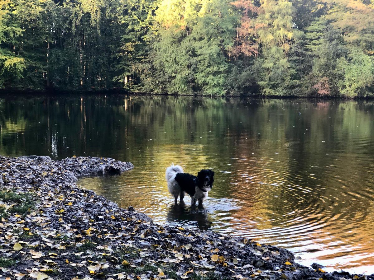 DeRavissante's tweet photo. Super stabiele, knappe en lieve reu Ollie zoekt een nieuw thuis vol aandacht en avontuur!

Maak kennis met Ollie, een flinke, o zo zachte Stabij-reu (geboren 11 maart 2020). Met zijn formaat en die typische zwart-witte Stabij-vacht is hij een echte blikvanger. Onder dat grote, stoere uiterlijk schuilt een van de meest stabiele, lieve en relaxte honden die je kunt tegenkomen. 

Ollie is een echte goedzak: nooit op ruzie uit, komt wel voor zichzelf op als een andere hond écht vervelend doet, maar daarna is het snel weer goed. Hij is super sociaal naar andere honden; even snuffelen, een kort dolletje en hij is tevreden. Met honden waar hij écht een klik mee heeft, rent en speelt hij vol overgave. In het bos loopt hij heerlijk los, luistert meestal uitstekend. Zo nu en dan vindt Ollie het zo fijn in het bos dat hij niet naar huis wil en dan moet je echt een heeeeeeeel lekker snackje bij je hebben om hem mee te krijgen. 

In het bos is Ollie dol op stokken (liefst een flinke boomtak die hij trots door het bos mag dragen). Water is zijn speeltuin: stokken uit het water graven vindt hij geweldig. Achter een bal aan rennen vindt hij ook erg leuk, maar dan moet jij de bal wel zelf weer ophalen.

Thuis is Ollie de perfecte hond. Heel rustig en een echte knuffelkont: hij ligt het liefst bij je voeten (of liever: óp je voeten), houdt enorm van slapen. Hij kan prima alleen zijn. Bij onbekend bezoek houdt hij iets afstand om eerst eens te kijken met wie hij te maken heeft. Bij het geven van wat lekkers breekt het ijs wat sneller. Hij gaat probleemloos mee in de auto (als hij maar mee mag en in de buurt kan zijn), is gewend om naar een pension en oppas te gaan.

Overige pluspunten:
Volledig gevaccineerd (inclusief kennelhoest)
Geen allergieën, gezondheid uitstekend
Geen jachtinstinct
Katten op straat negeert hij volledig (niet gewend aan katten in huis)
Neemt lekkers aan, maar is niet pushy of bedelend.

Waarom Ollie herplaatst wordt
Door meer werken en veranderingen in het gezin is er niet meer genoeg tijd en rust voor Ollie. Ollie is daardoor te vaak alleen, regelmatig in pension of bij oppas – soms bijna net zo vaak weg als thuis. Dat past niet meer bij zijn behoefte aan een stabiel, liefdevol thuis waar hij écht onderdeel van het gezin is. Ollie verdient een eigenaar die er vaak is, lange wandelingen maakt, hem meeneemt in het dagelijks leven, die hem de juiste mix geeft van avontuur, rust en aandacht.

Wat zoekt Ollie?
Een nieuwe eigenaar die van fijne wandelingen houdt op plekken waar Ollie heerlijk los kan lopen en met takken kan slepen. Iemand die genoeg tijd heeft voor de dagelijkse wandelingen en voor quality time samen met Ollie. Iemand met een tuin waar hij kan rondbanjeren. Een nieuwe eigenaar die ervaring heeft met (grote) honden en op zoek is naar een geweldig stabiele reu als maatje.

Ben jij serieus geïnteresseerd in deze geweldige hond? Stuur dan een uitgebreide mail naar wilmaapenstaartjeherplaatsingscaochpuntcom met daarin: meer over jezelf/jullie gezin, recente foto’s van je huis, tuin en eventueel andere (huis)dieren, de ervaring met honden, wat je zoekt in een hond en waarom juist Ollie?

Wie weet wordt je uitgenodigd om Ollie te gaan ontmoeten in Amstelveen. Wie weet word jij de gelukkige nieuwe eigenaar voor geweldige Ollie.