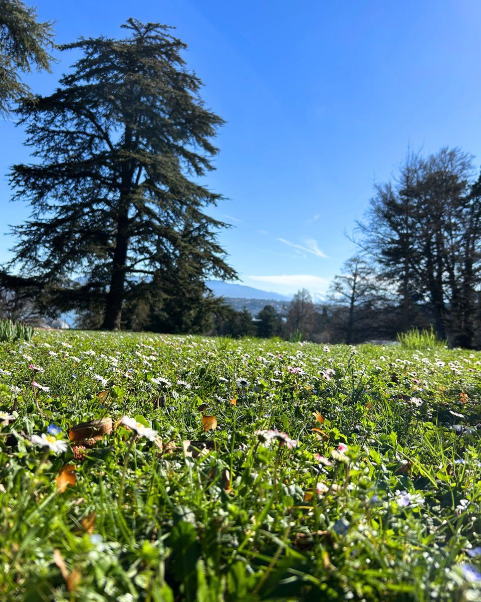 UNGeneva's tweet photo. This #WorldWildlifeDay2026, we’re celebrating the blooming plants at the Palais des Nations! 🌿 The Ariana Park grounds host 800 plant species and centuries-old trees in a sustainable green space. 

#TourTuesday https://t.co/RypRYCBMSB