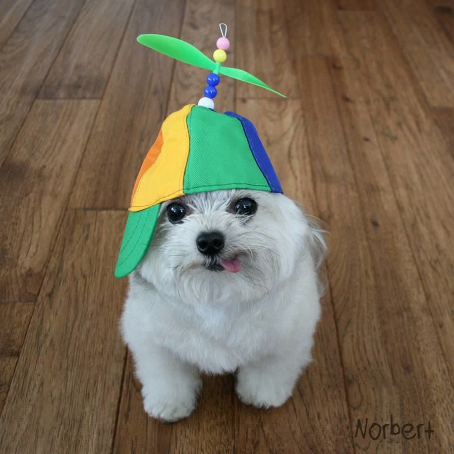 lyna bean tweet media