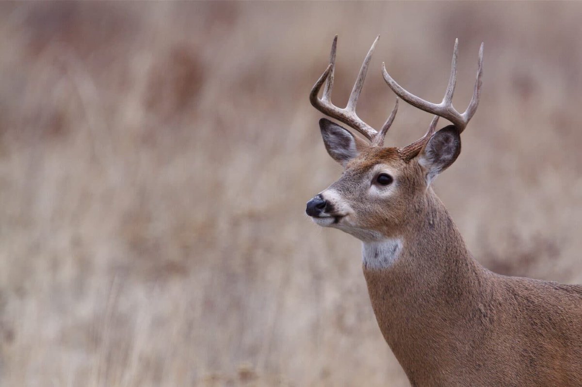 agemydeer's tweet photo. NEW HUNTER TIP: Start your hunting journey right. Sign up at https://t.co/mCFYvy43vT, get 2 FREE credits, learn to age deer from day one. https://t.co/mCFYvy43vT #NewHunterTip #FreeCredits #BuckAge #StartRight #HuntingEducation https://t.co/0cBYQQsMeJ