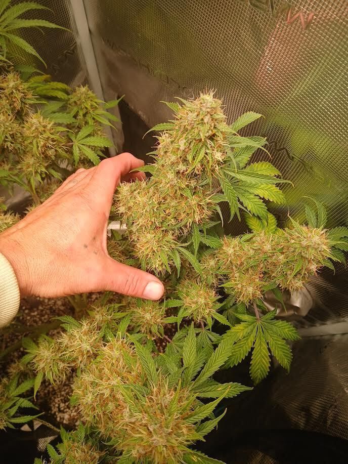Reefertilizer's tweet photo. A handful of beautiful dank thanks to Reefertilizer! 💚 

What strains are you growing indoors this year?

Photo courtesy of Ryan - Give him a follow on Youtube @420smokebreak https://t.co/8HXDsYhZ1B