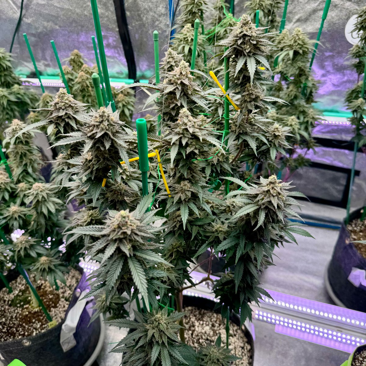 MSNL Seeds tweet media